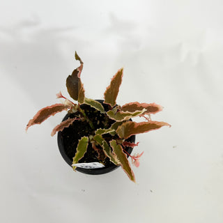 Z-4515 - Begonia 'Dainty Spray' (Sport)