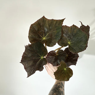 Begonia 'Selph's Mahagony' (XL Pot) [#2052]
