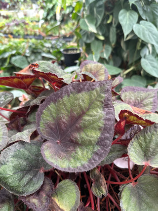 Begonia 'Steve's Leaves Overspray'