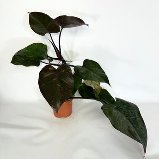 Philodendron 'Orange Princess' (Non-TC) [#1177]