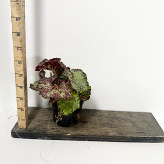 Begonia 'Lota Rose' [#2056]