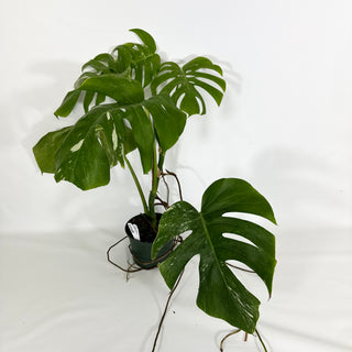 Monstera deliciosa var. borsigiana albo-variegata [#1448]
