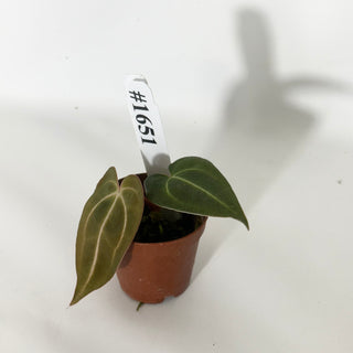 Anthurium carlablackiae x 'Arnold Schwarzenegger' - Seedling [#1651]