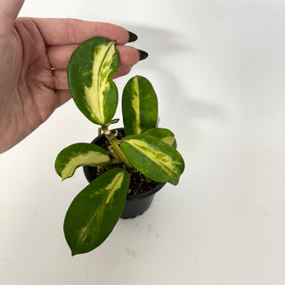 Z-5160 - Hoya diversifolia (inner variegated)