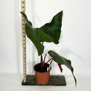 Philodendron 'Dark Lord' (Non-TC) [#1457]