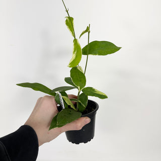 Hoya pimenteliana (outer variegated) [#2296]