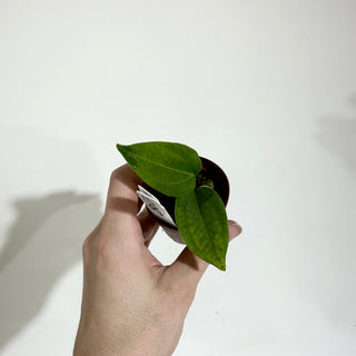 Anthurium 'Queen of Hearts' x 'Arnold Schwarzenegger' - Seedling [#1987]