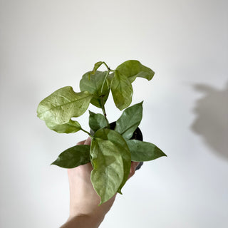 Hoya coriacea (silver) [#2145]