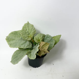Begonia 'Bobbie's Gift' [#2005]