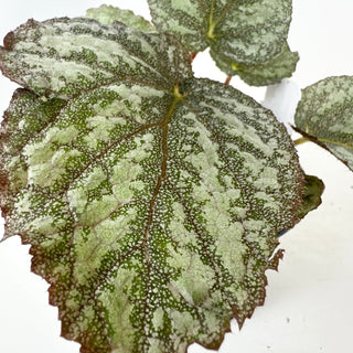 Begonia 'Almost Home' [#2136]