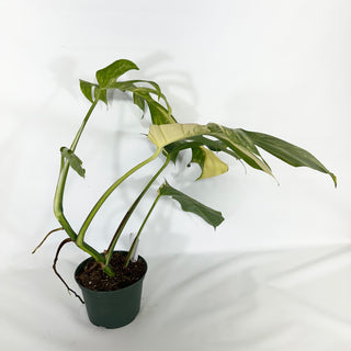 Monstera deliciosa 'Marmorata' [#1520]