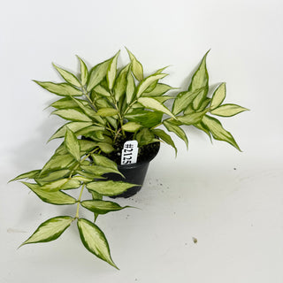 Hoya polyneura (inner variegated) [#2125]