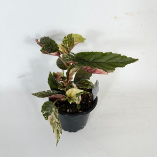 Begonia 'Ginny Galaxy' [#2110]