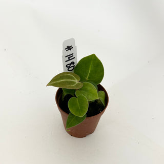Anthurium 'Brielle'/'Michelle' x self - 2 Seedlings [#1480]