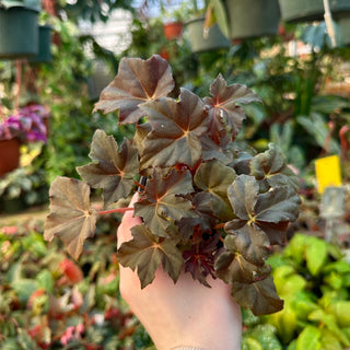 Begonia 'Chocolate Martini'