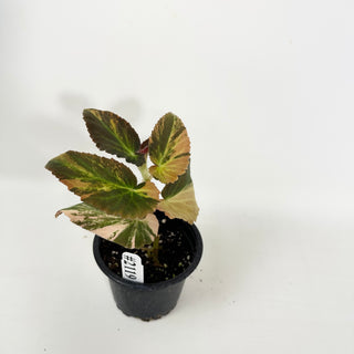 Begonia ‘Withlacoochee’ (Variegated) [#2119]