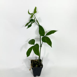 Z-4513 - Anthurium pentaphyllum