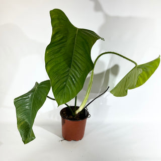 Philodendron genevievianum (Non-TC) [#1825]