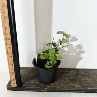 Hoya kanyakumariana [#2137]