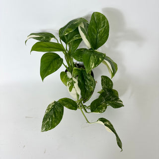 Z-5225 - Monstera lechleriana variegated