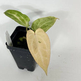 Anthurium 'Jean-Claude Van Damme' x 'Arnold Schwarzenegger' [#2088]