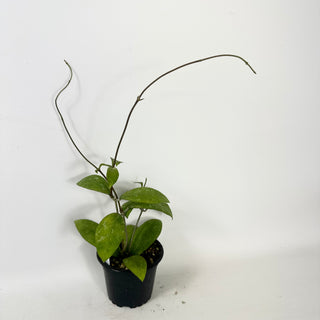 Hoya elmeri (splash) [#1599]