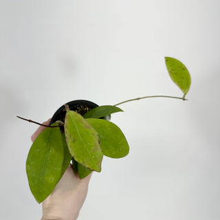 Hoya sp. aff. vitellina (IML 1348)