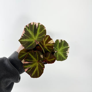 Z-5390 - Begonia soli-mutata (variegated)