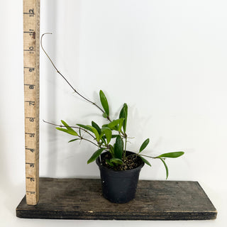 Hoya loherii [#2361]