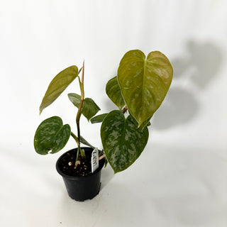 Z-4797 - Philodendron aff. brandtianum (Shingling Form)