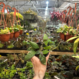 Hoya rundumensis (splash)