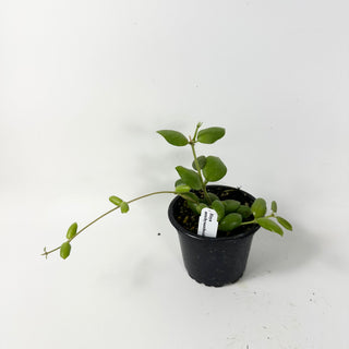 Hoya aeschynanthoides