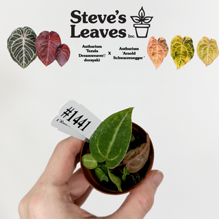 Anthurium 'Tezula Dreamweaver'/dorayaki x 'Arnold Schwarzenegger' - Seedling [#1441]