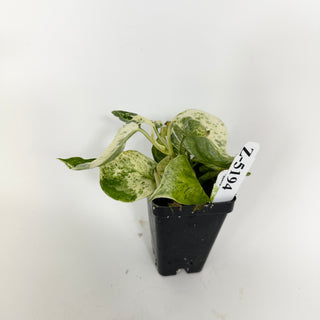 Z-5194 - Scindapsus pictus ‘Mangurai’ variegated