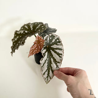 Begonia 'Silver Beauty' [#2158]