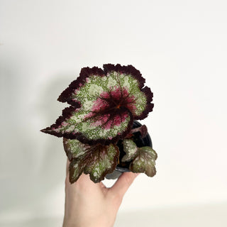 Begonia 'Steve Rosenbaum' [#2154]