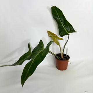 Philodendron bernardopazii (Non-TC) [#1355]