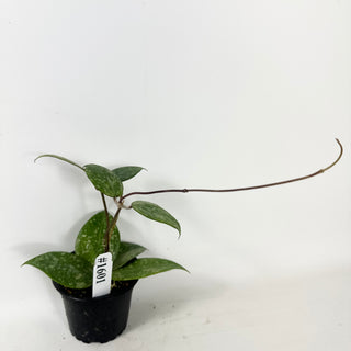 Hoya verticillata ksb silver [#1601]