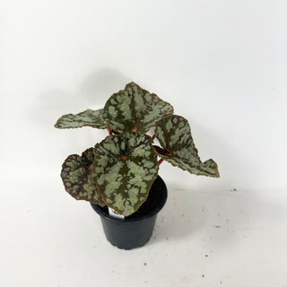 Begonia 'Steve's Leaves Frostbite' [#1929]