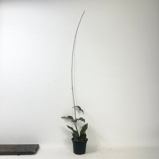 Hoya hellwigiana [#1605]