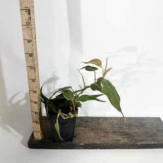Z-5012 - Philodendron hederaceum ‘Micans Halo’