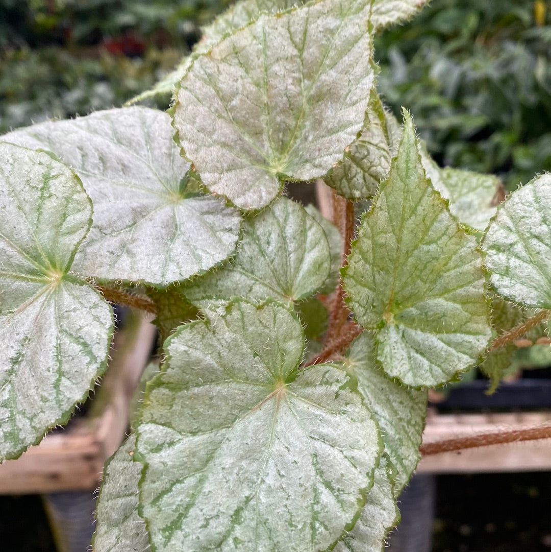 Begonia 'Bunny Hugs' showing the silver leaf with green veining