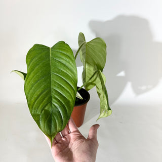 Philodendron genevievianum (Non-TC) [#2037]