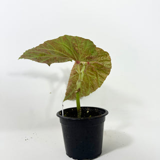 Begonia brevirimosa (Silver Form) [#2092]