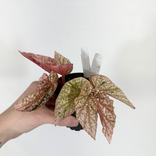 Begonia 'Snow Capped' (Variegated) [#1510]