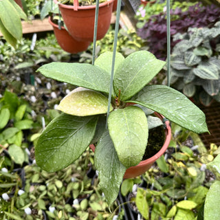 Hoya sp. Timor Leste