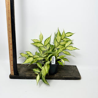 Hoya polyneura (inner variegated) [#2414]