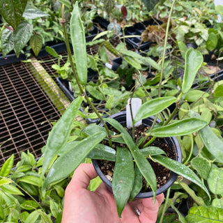 Hoya rostellata 'Hummingbird'