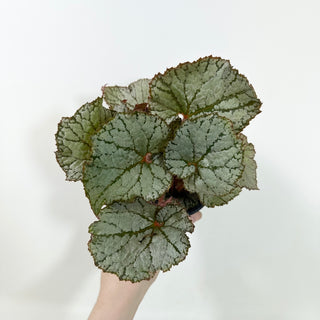 Begonia 'Desperado' [#2100]