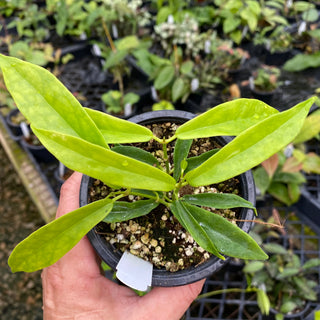 Hoya chlorantha var. chlorantha